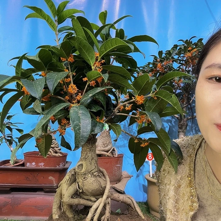 慧***英大量花朵（建议范围：8朵-15朵 或40%以上）四季丹11111