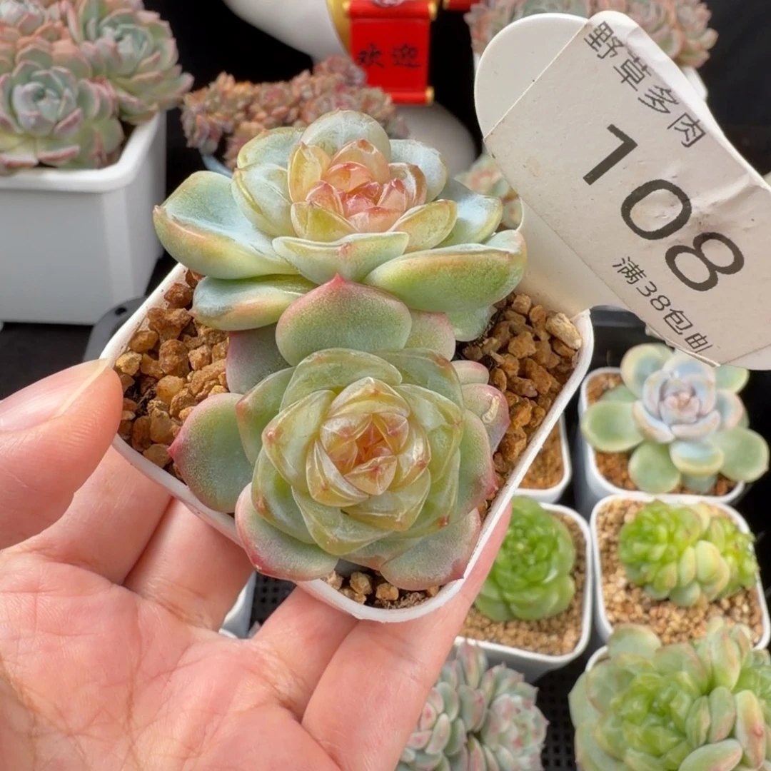 橘色珍妮双头福利108号