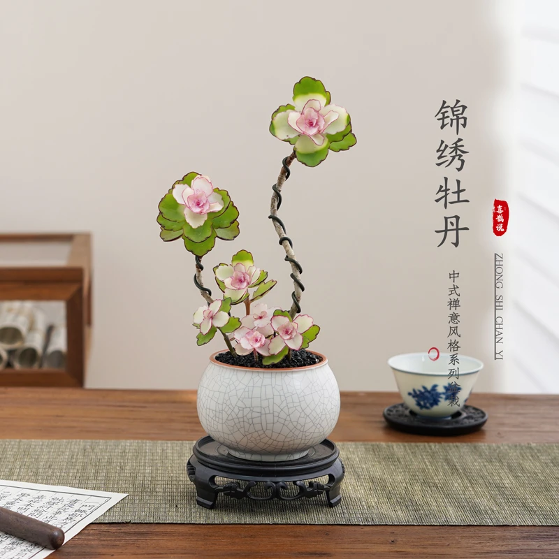 锦绣牡丹盆栽室内多肉植物防辐射绿植花卉客厅盆栽四季好养活阳台