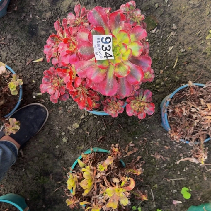 香奈花30-0包邮花花