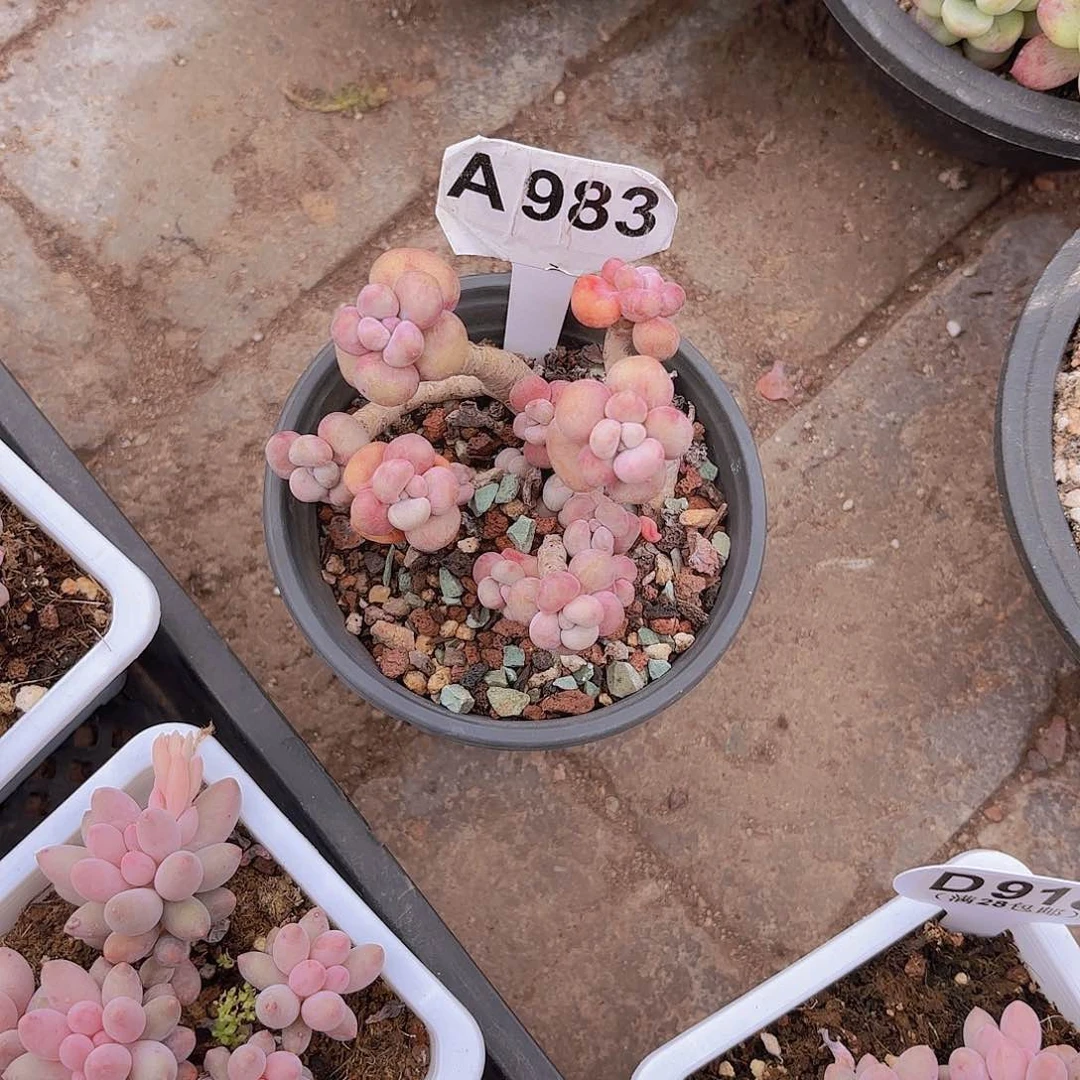 波*妞A983腰子蛋一物一拍