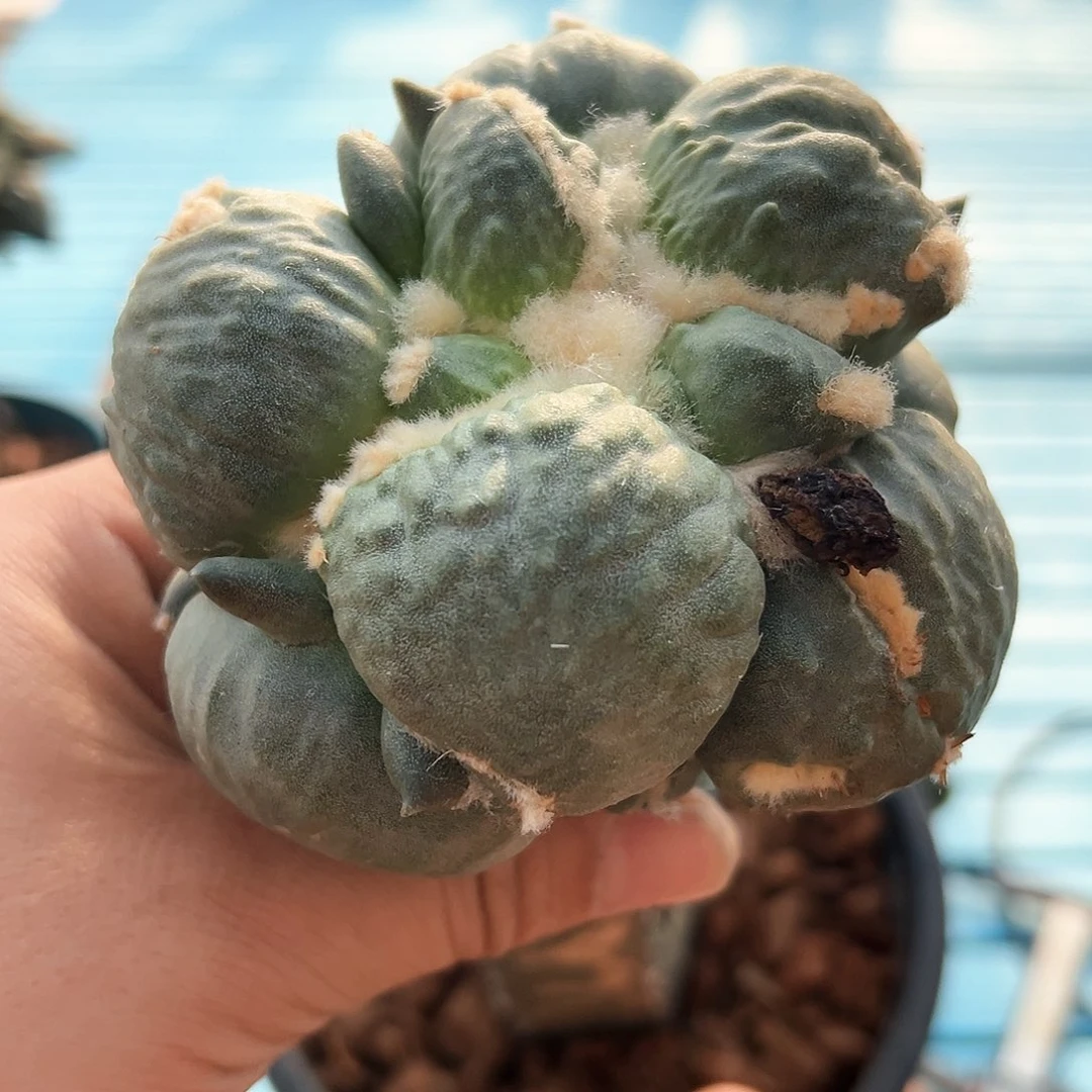 特大尤mmmmmmmmmm689