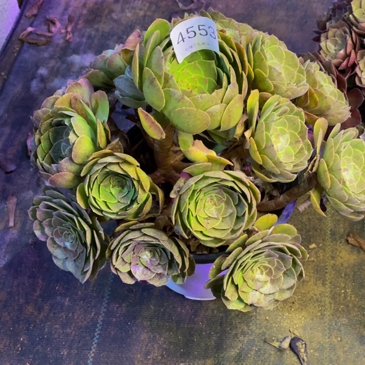 万圣节多肉断头不包4553