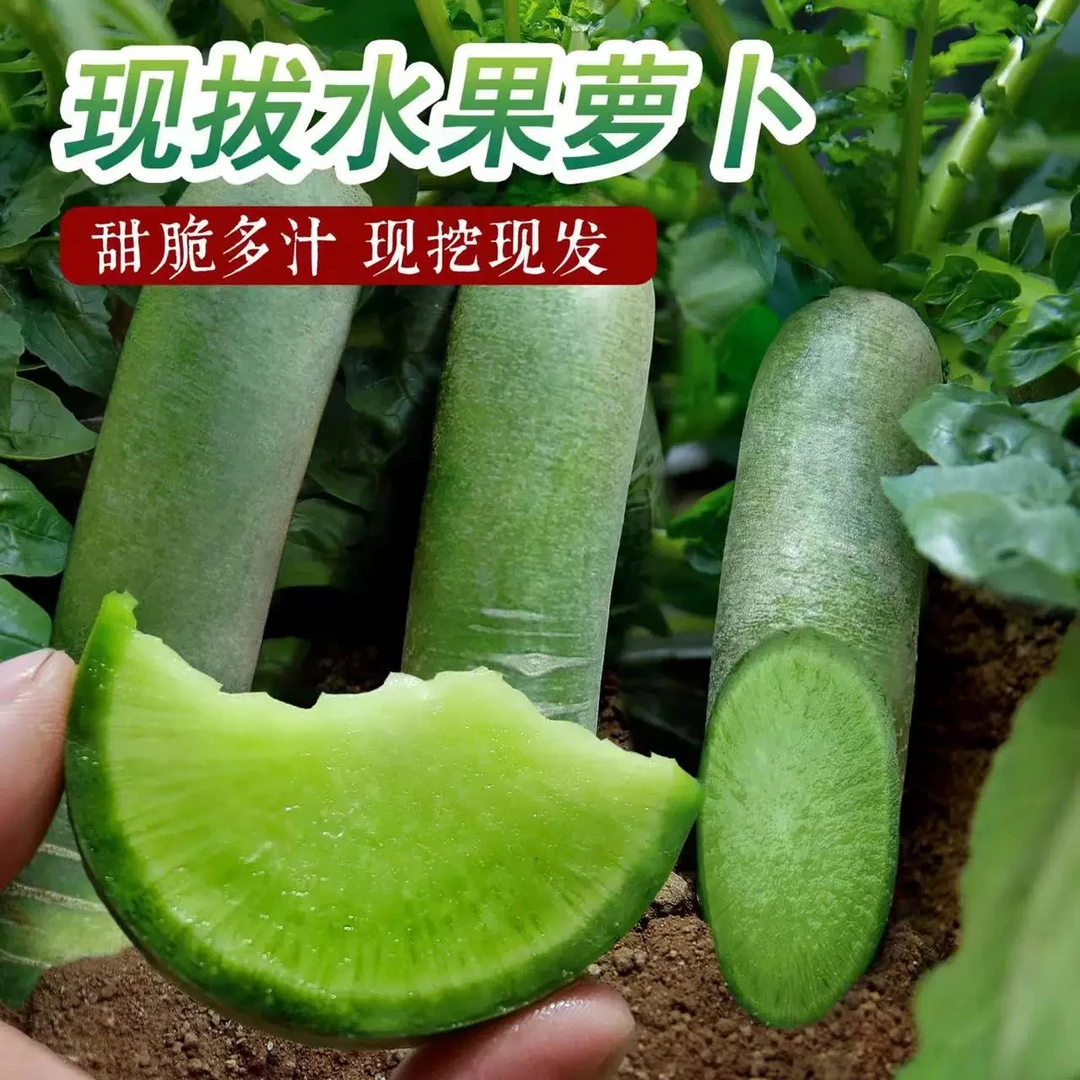 {坏果包赔}正宗潍坊水果萝卜青萝卜水果萝卜薄皮应季