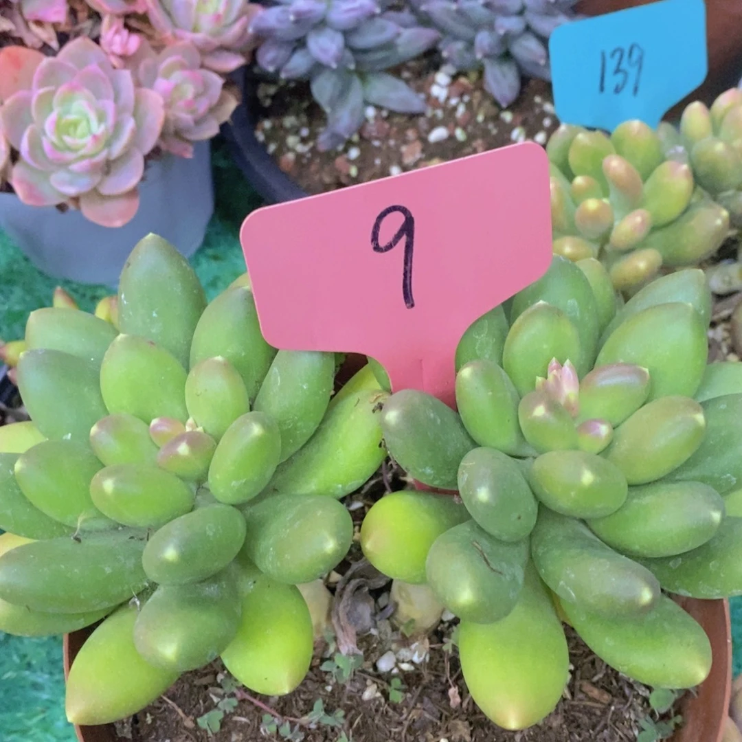 开心多肉，专场4开始了，5给1