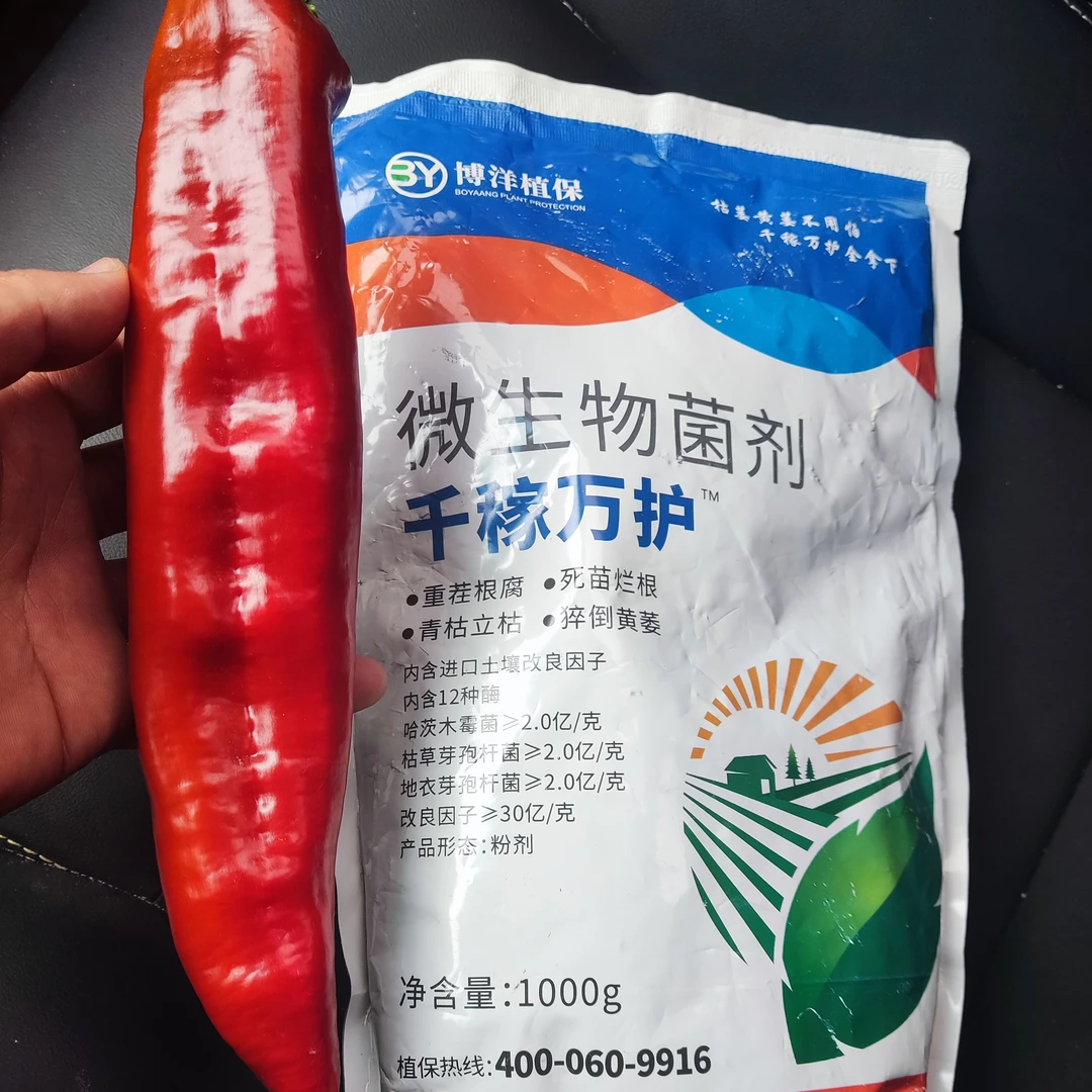 辣椒疫病生物菌剂重茬预防炭疽青枯软腐病专用肥增产增收保花保果