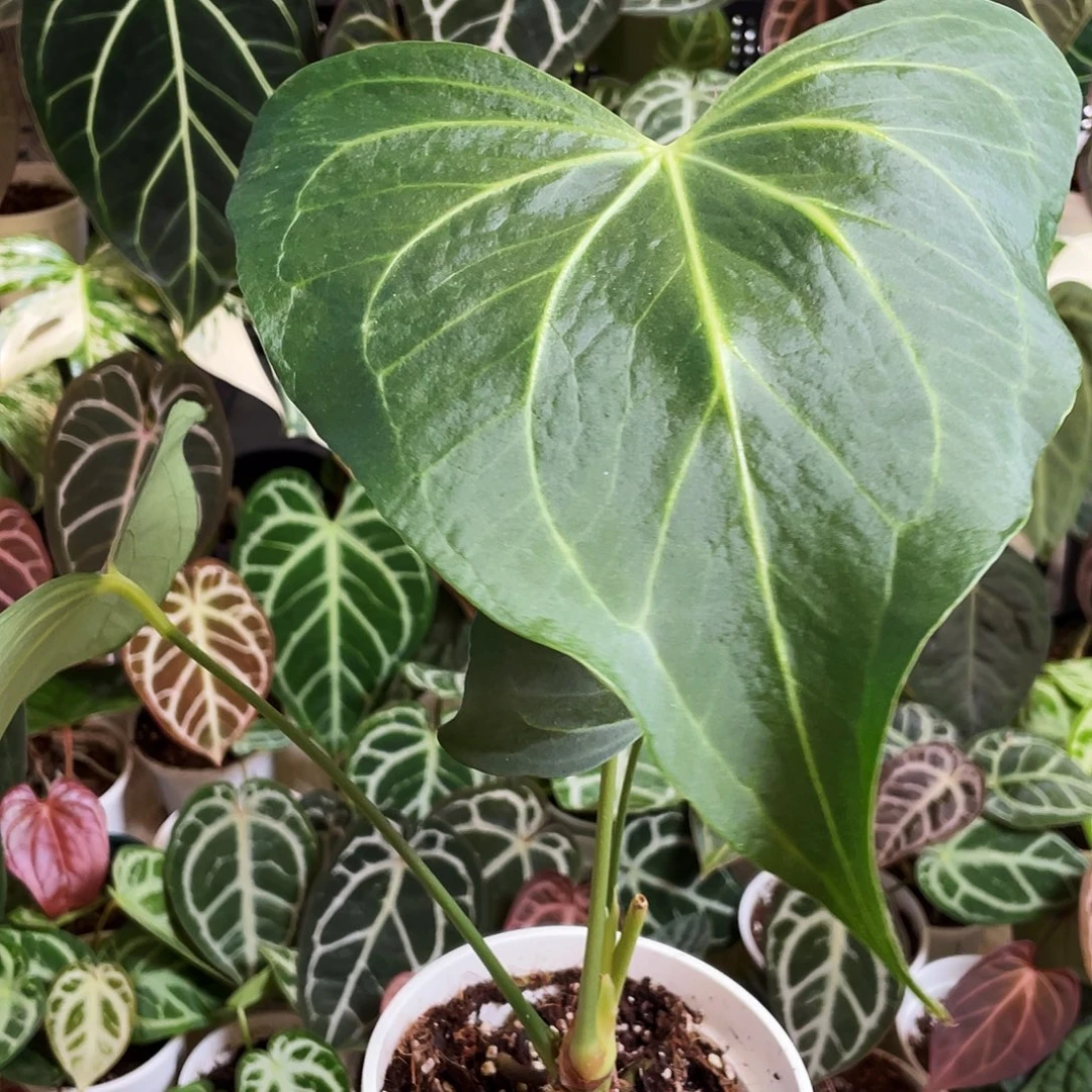 完全开放三角洲花烛