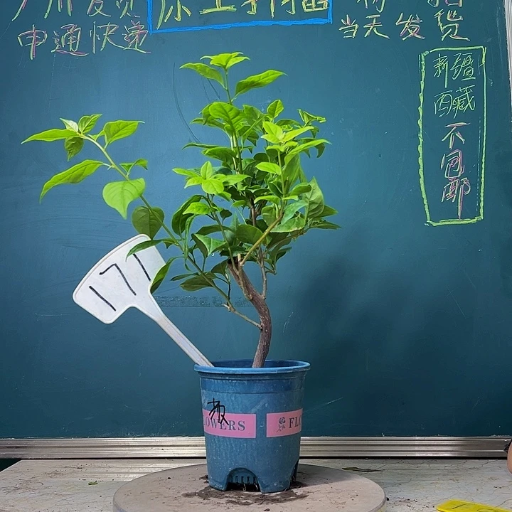 当前无花栽培后可以开花福利 苏瓦娜 造型杆  171