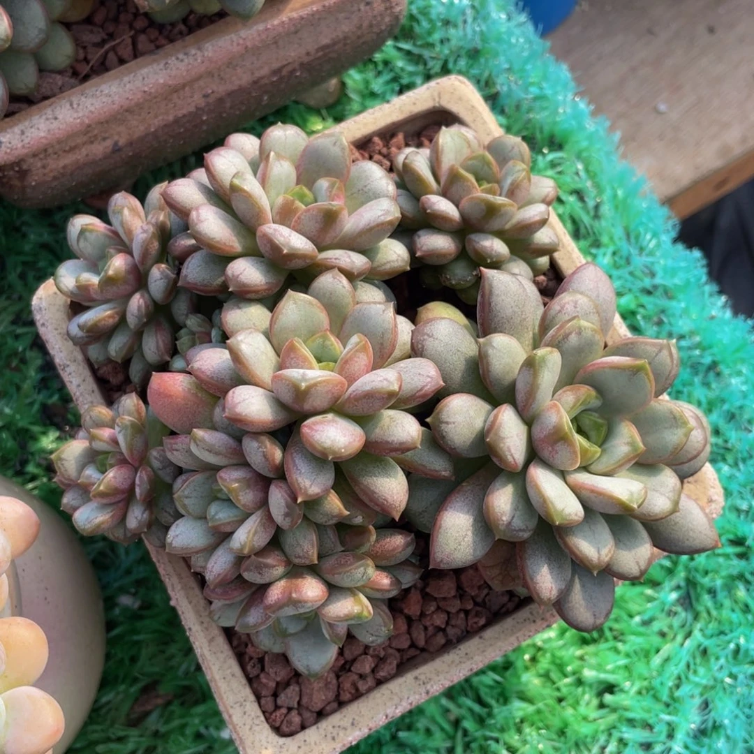 葡萄多肉植物盆栽