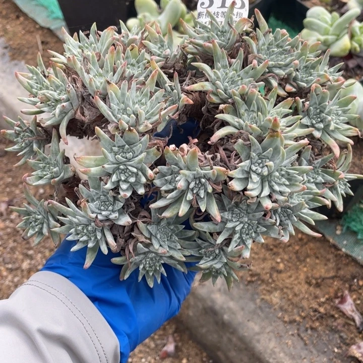 315号流丹白菊多肉植物