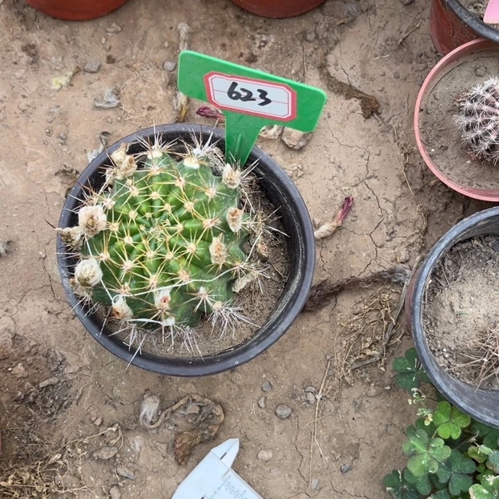 听*喵623。丽花血影。。。。。