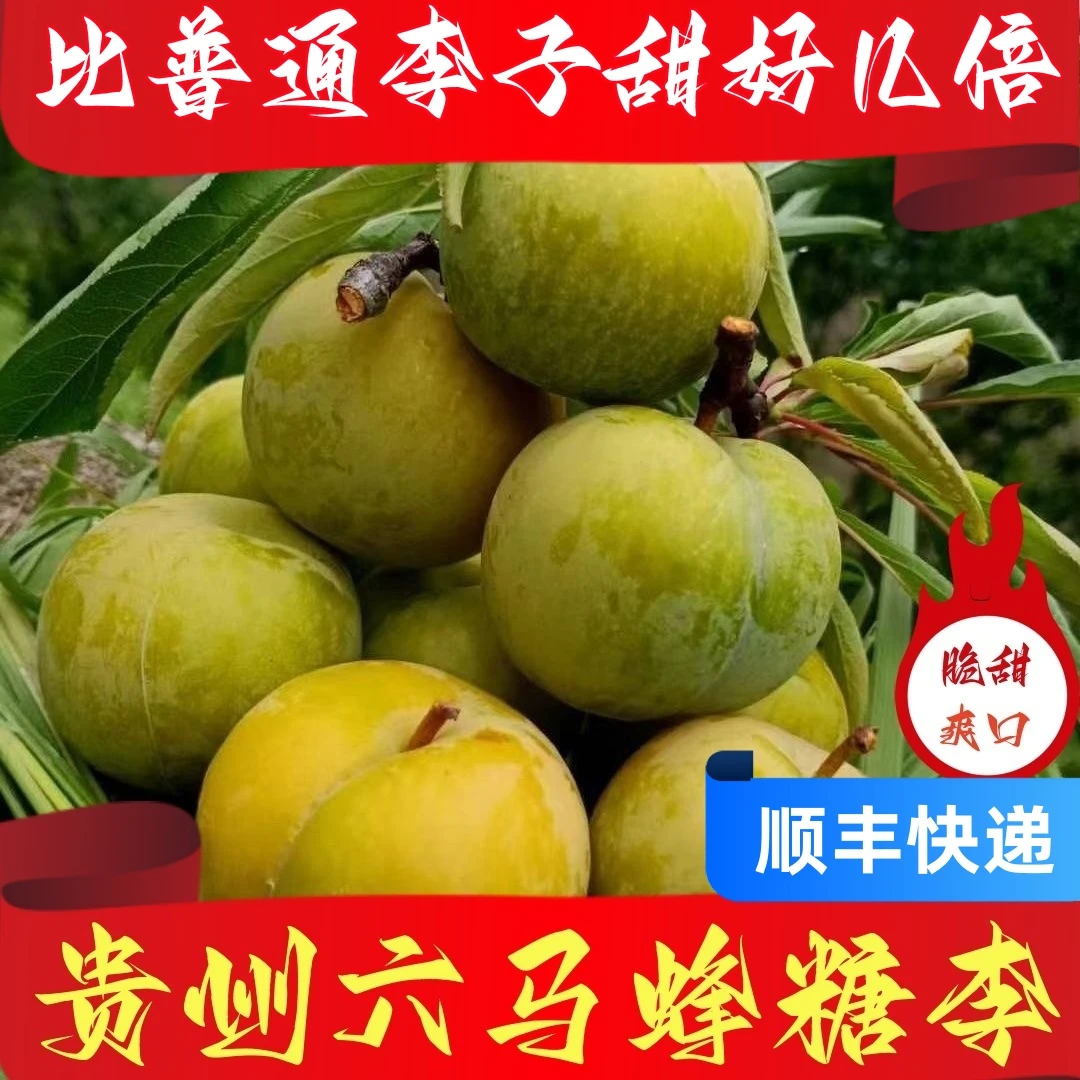 贵州镇宁六马蜂糖李脆甜脱骨离核新鲜现采现发脆甜