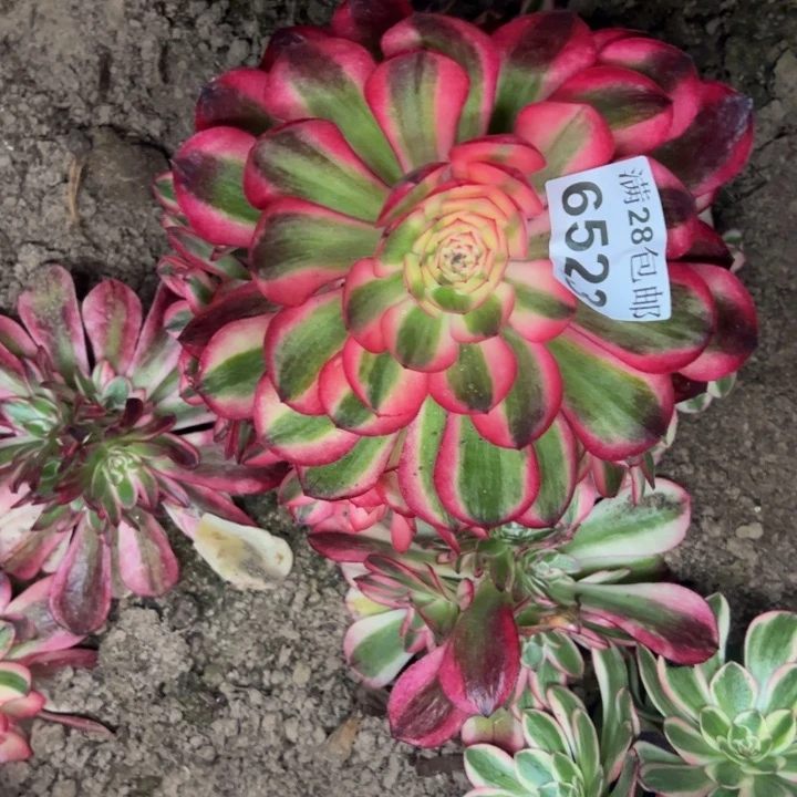 6523南荔枝多肉植物