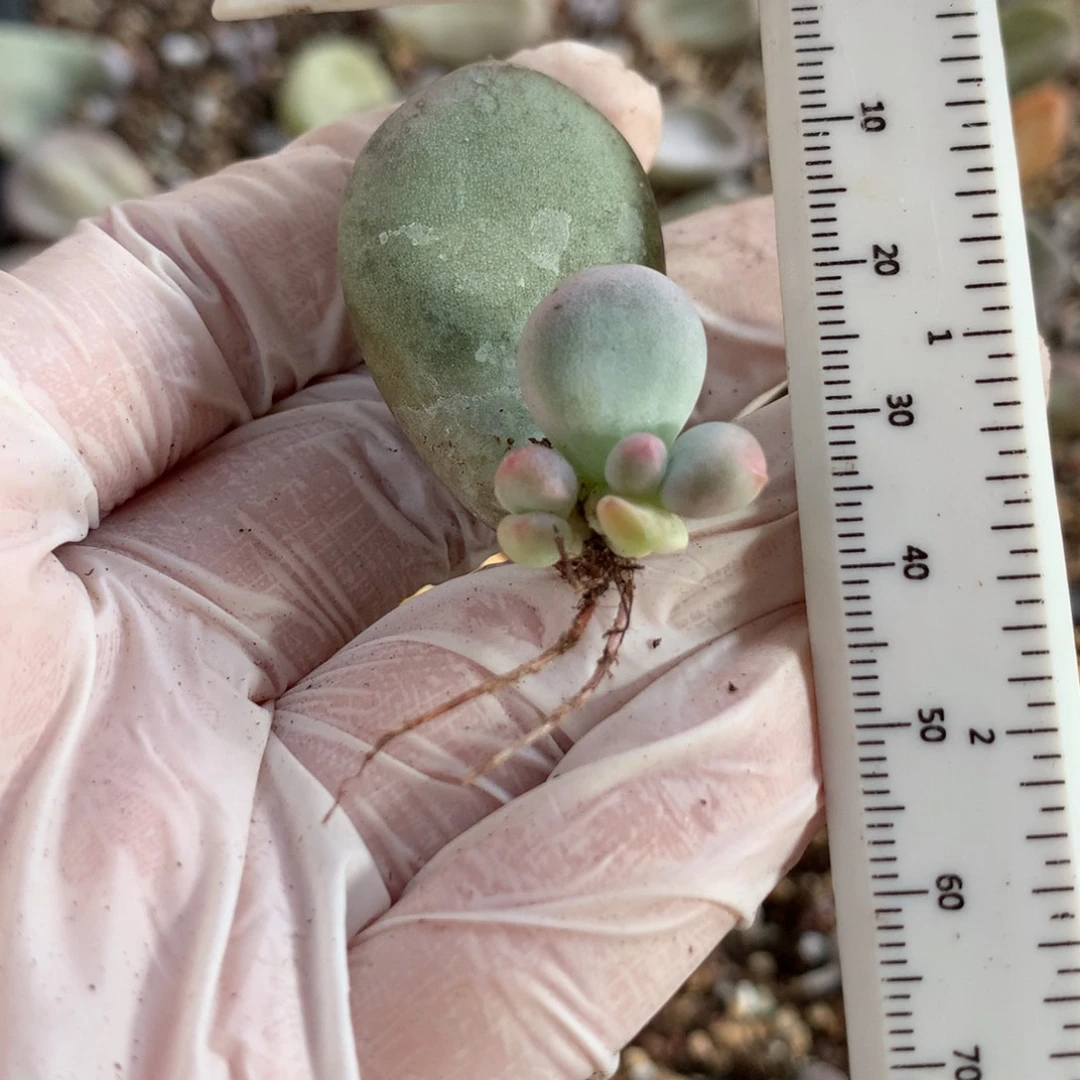 黄金鸡蛋大叶奶哈哈哈