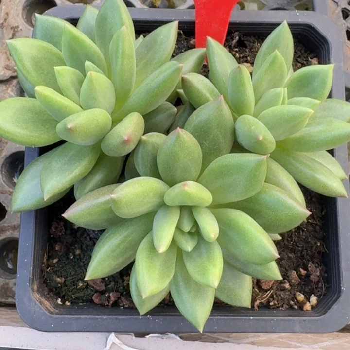 米其林238多肉植物