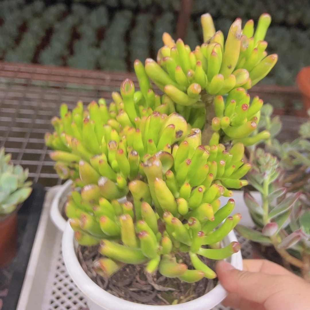 吸财树整装整群老桩，160杯