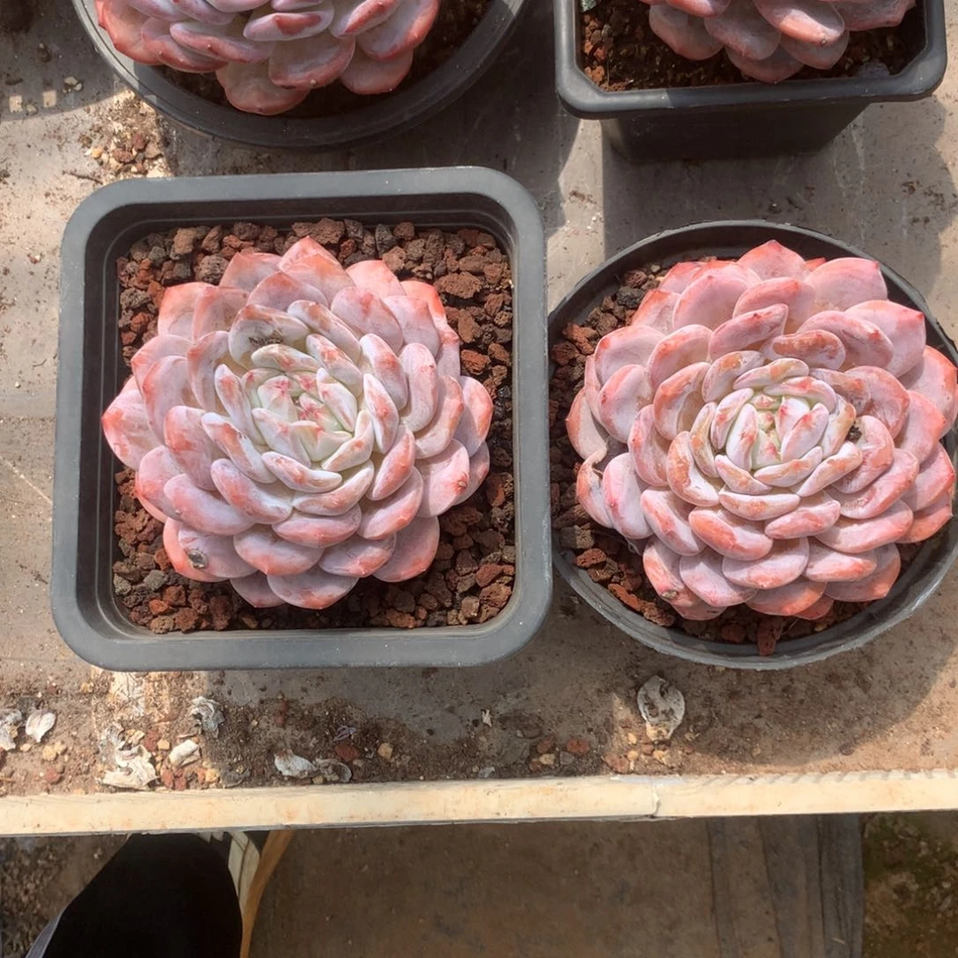 无花朵肖邦哈哈哈哈哈哈哈哈哈