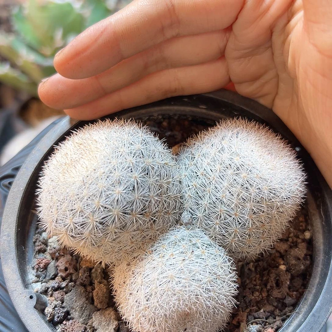 实生满月8公分1颗