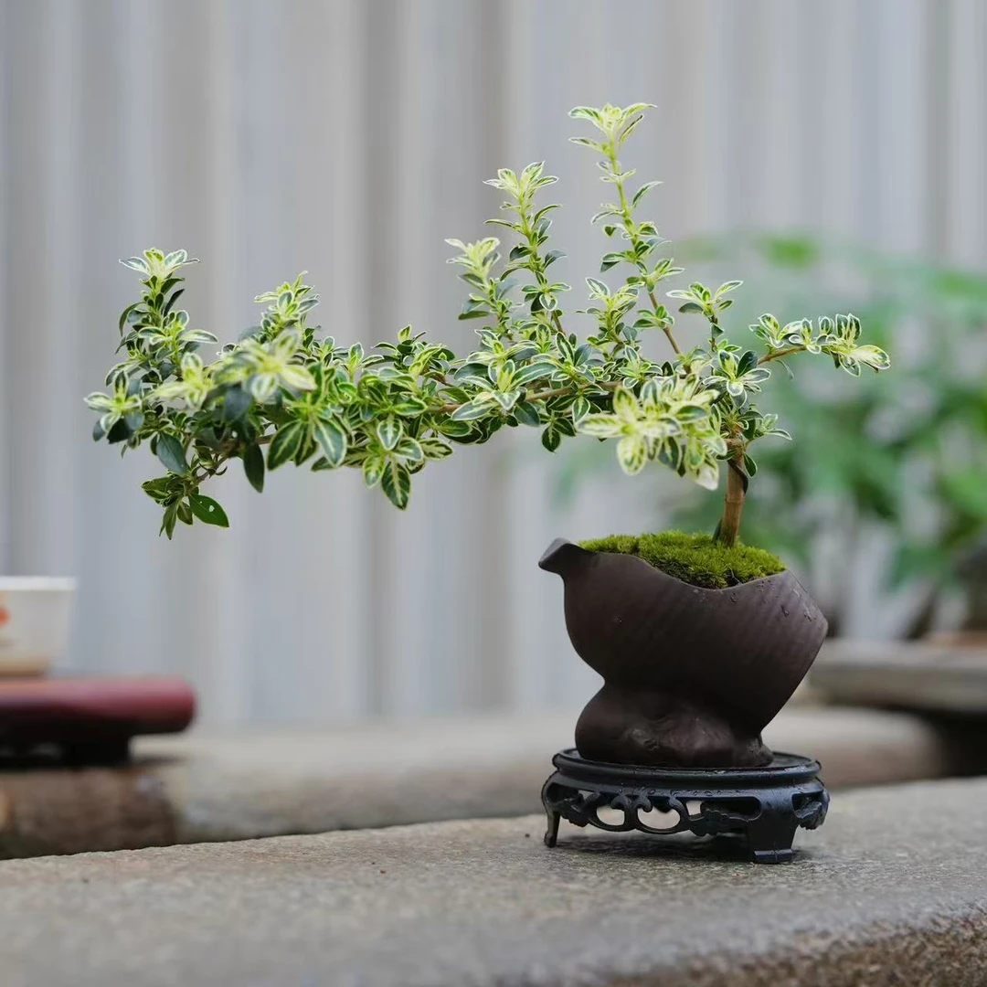 六月雪微盆景室内绿植桌面盆景组合小盆栽植物简单夏季