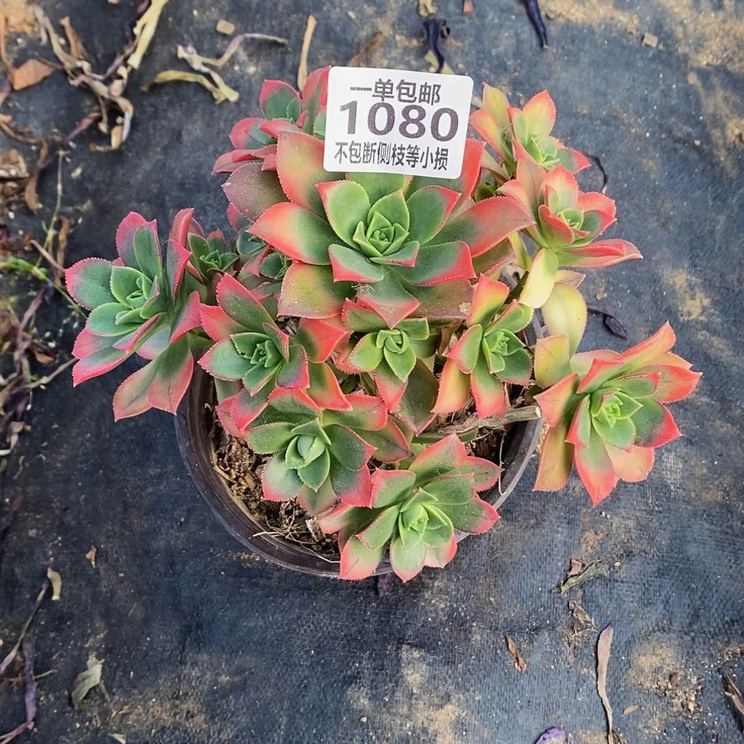 1080艳日辉叶片摩擦氧化