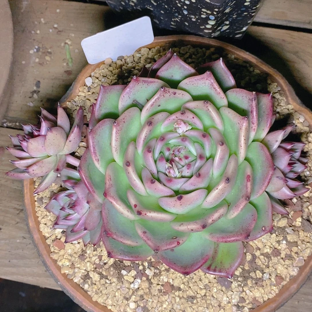 多肉植物一物易拍萌颗粒