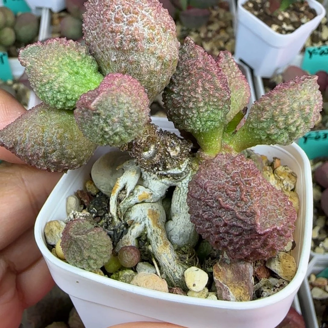 无花朵实生母本，五方盆
