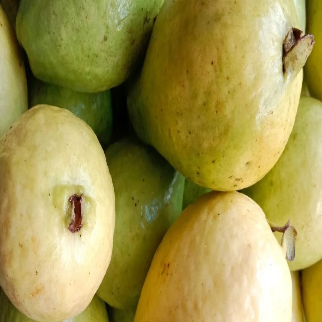 云南老品种老缅桃马里嘎马达果芭乐低糖分孕妇当季水果新鲜采摘