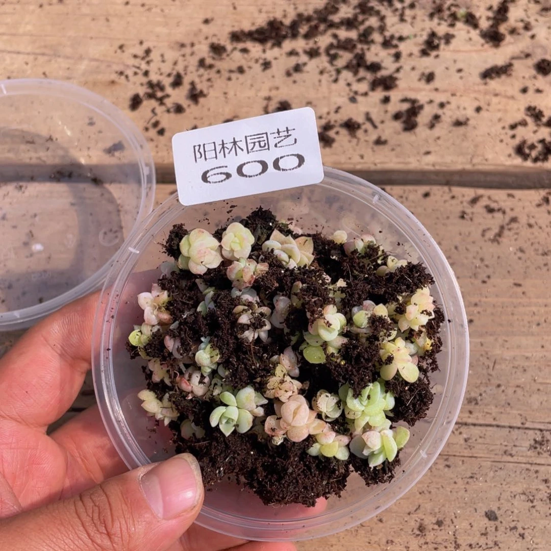 沫*多肉植物多肉植物600