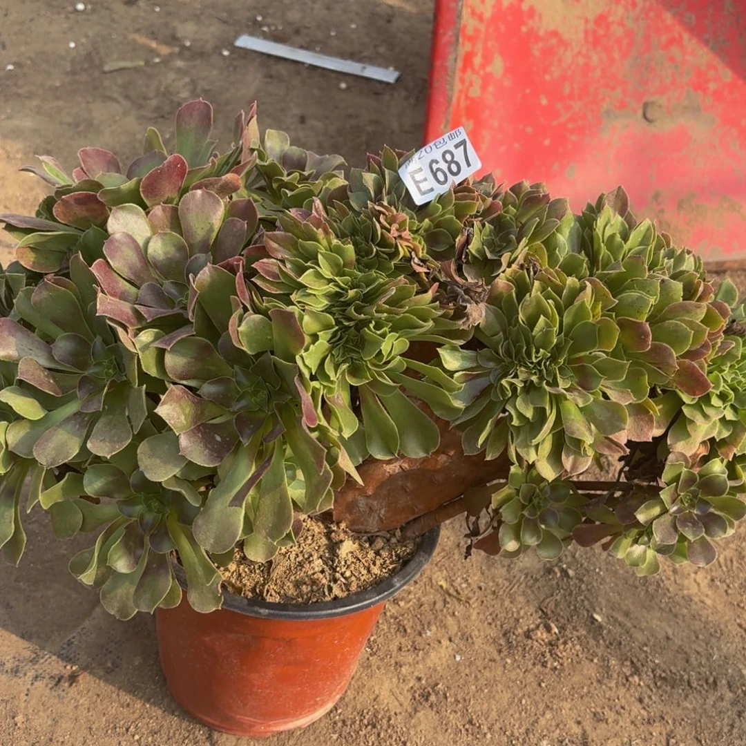 687多肉植物捧花的