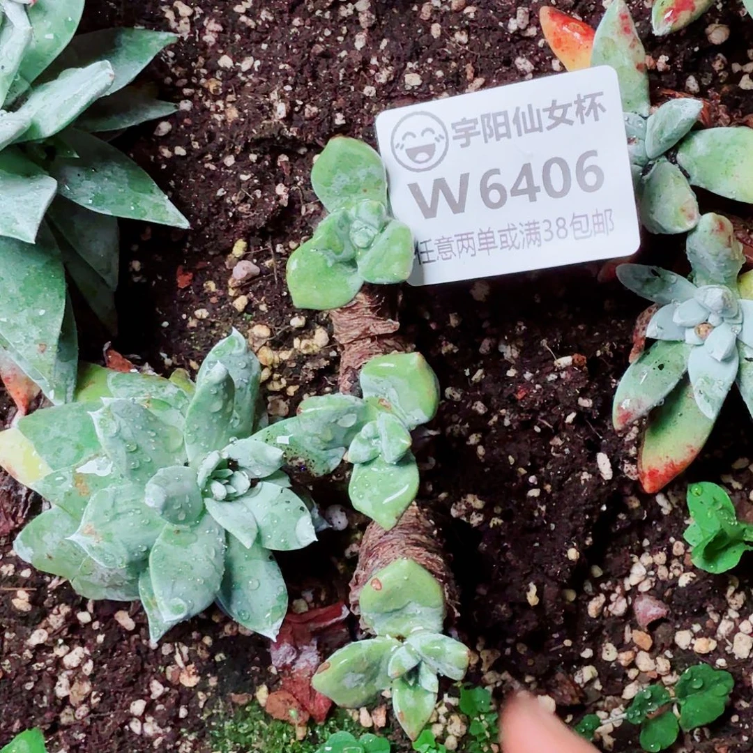 6406法瑞苹果叶多肉