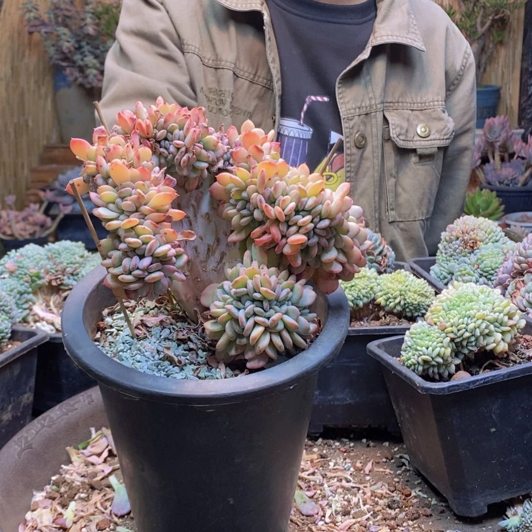 非*菊A276号玛瑙多肉