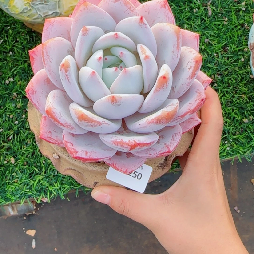 嫦娥，8250多肉植物