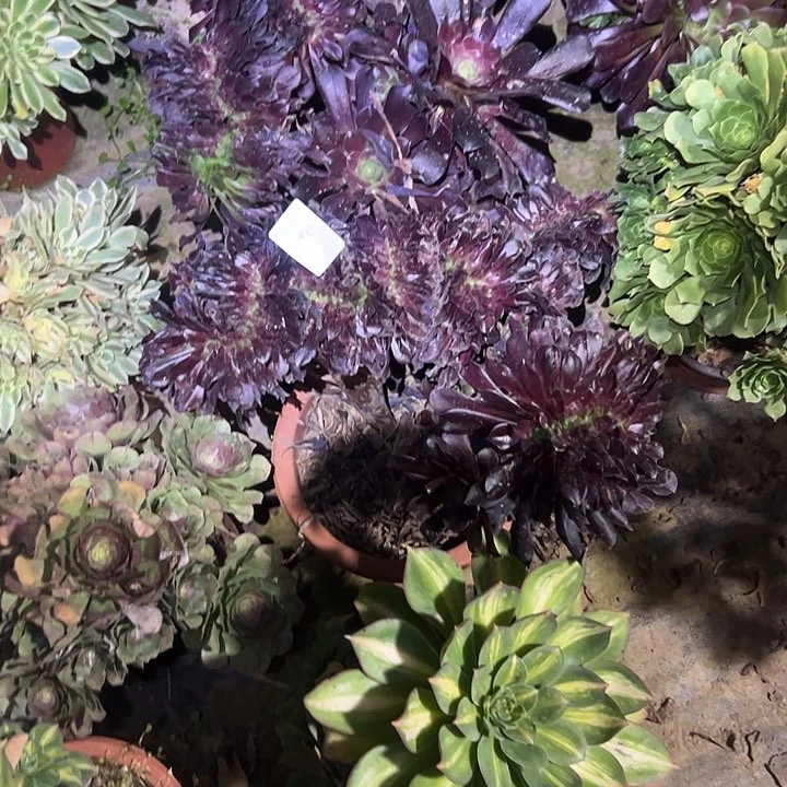 柠*多肉法师植物链接5