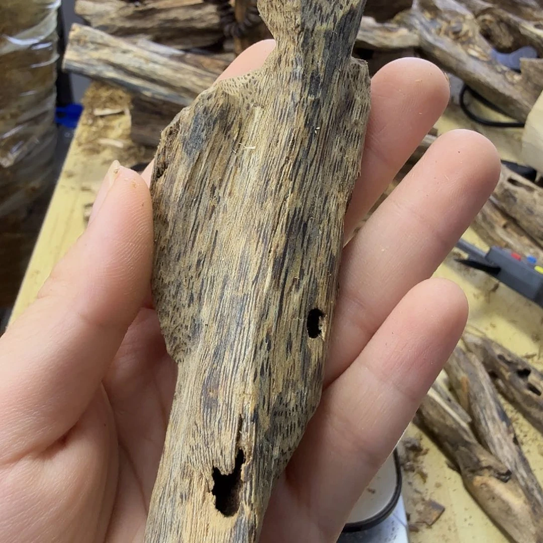 木绿奇楠虫漏17克