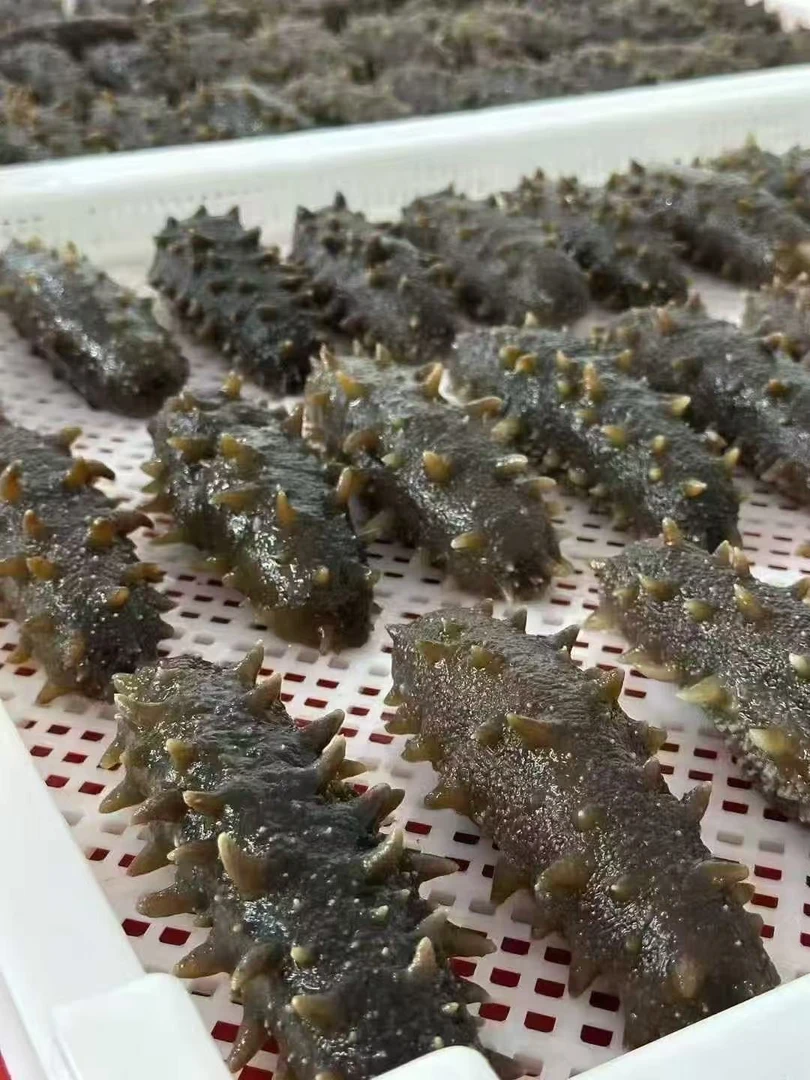 【海山阿仕专属】海参500g 8头