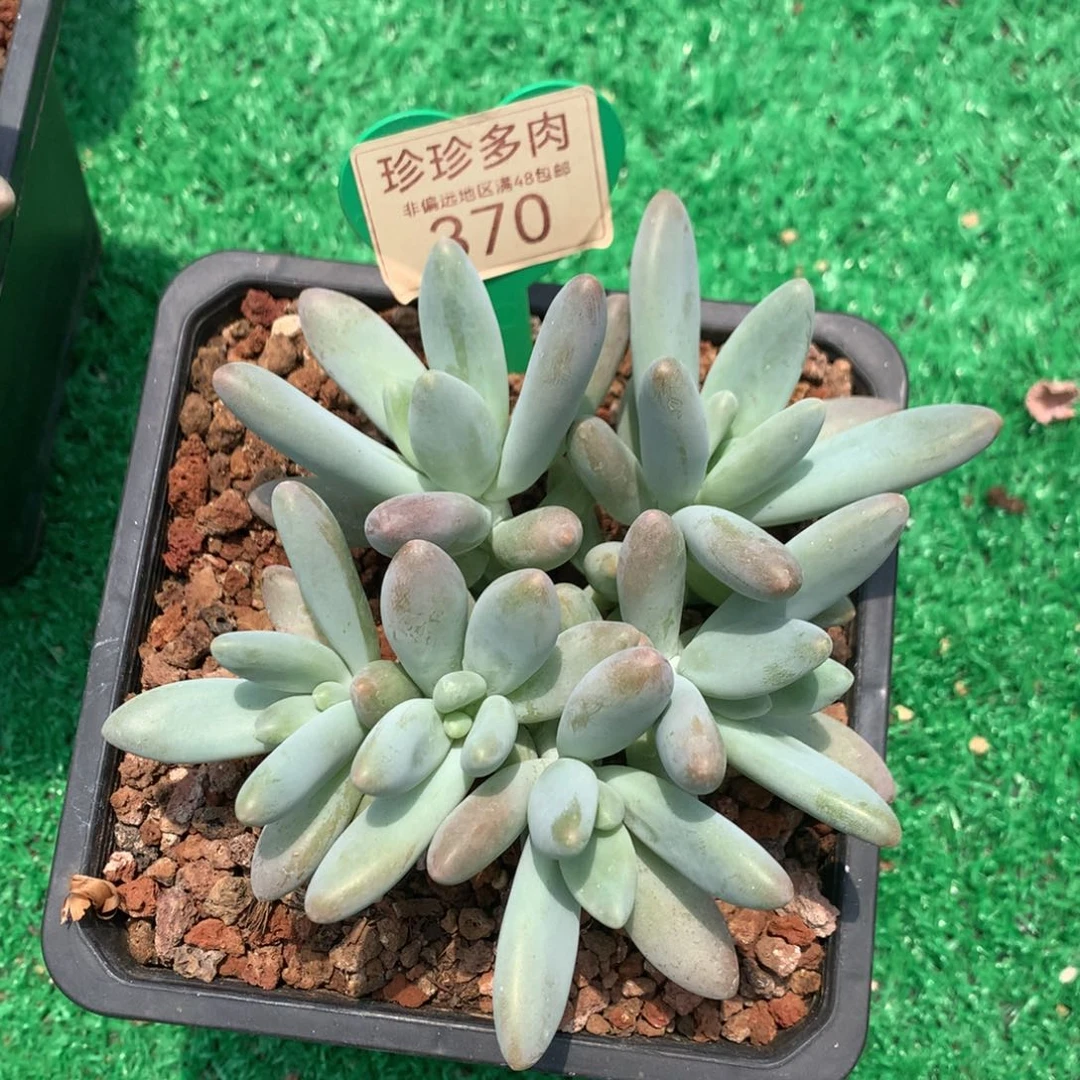 白兰地无砍平头开播福利370