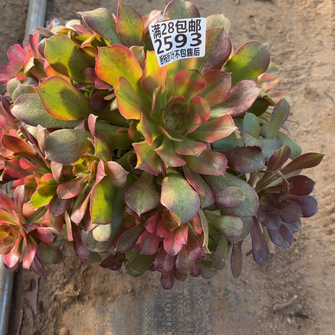 M. 2593韶秀七彩拉丝多肉