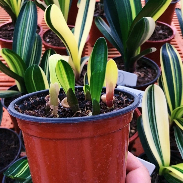 【闪购商品】小直播间一组自拍