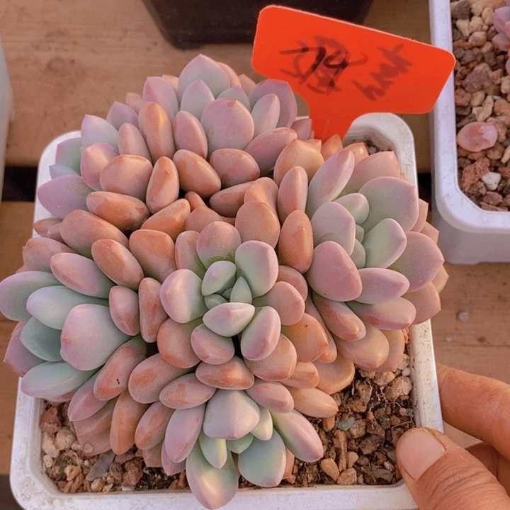 抖****6在家里面我一口咬