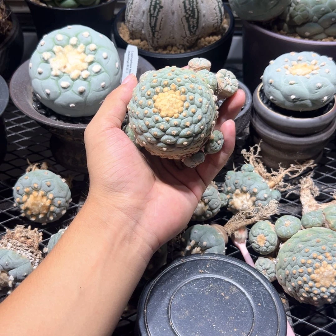 小u佛头10.5cm哈哈哈哈哈哈哈哈