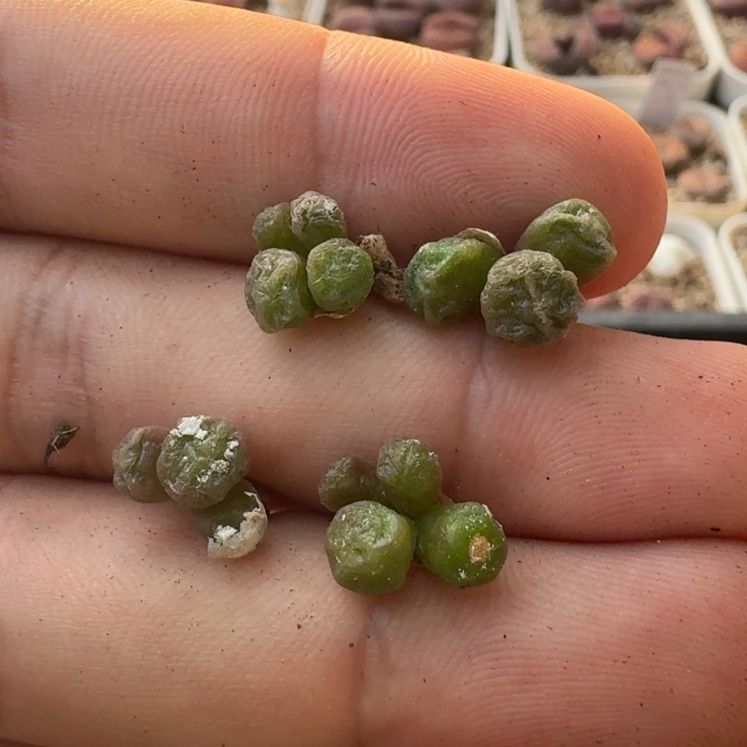 G039饺子皮一年小多头