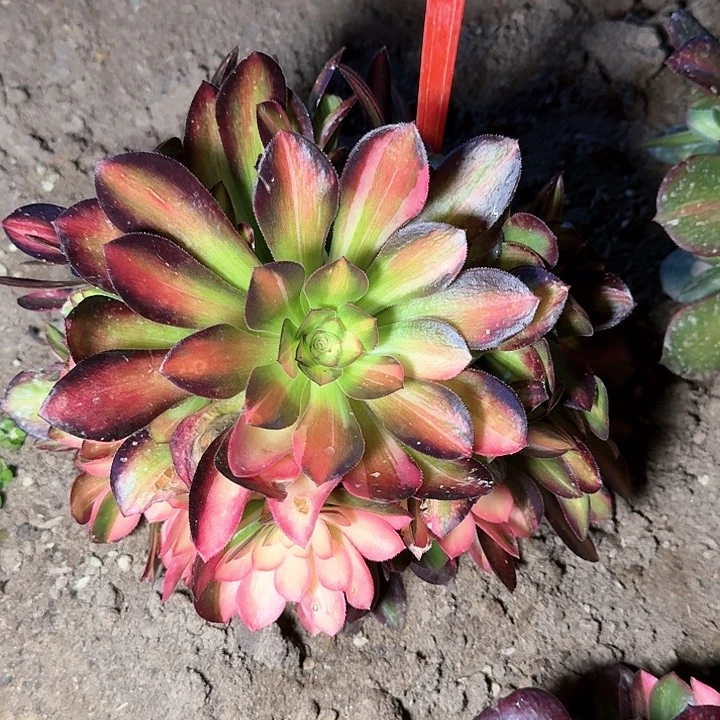 2%225流星雨多肉法师