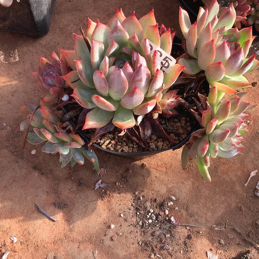 835 一物一拍多肉