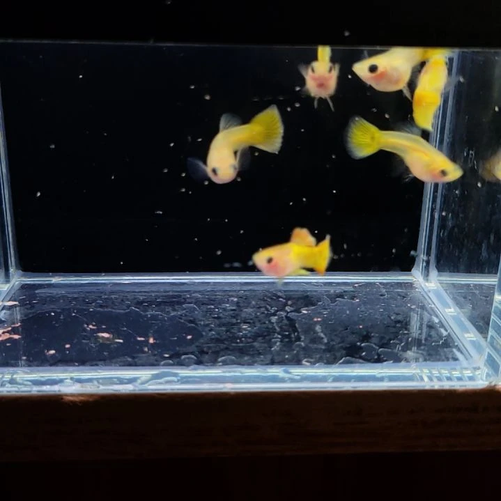 孔雀鱼黄金玻璃猫三对