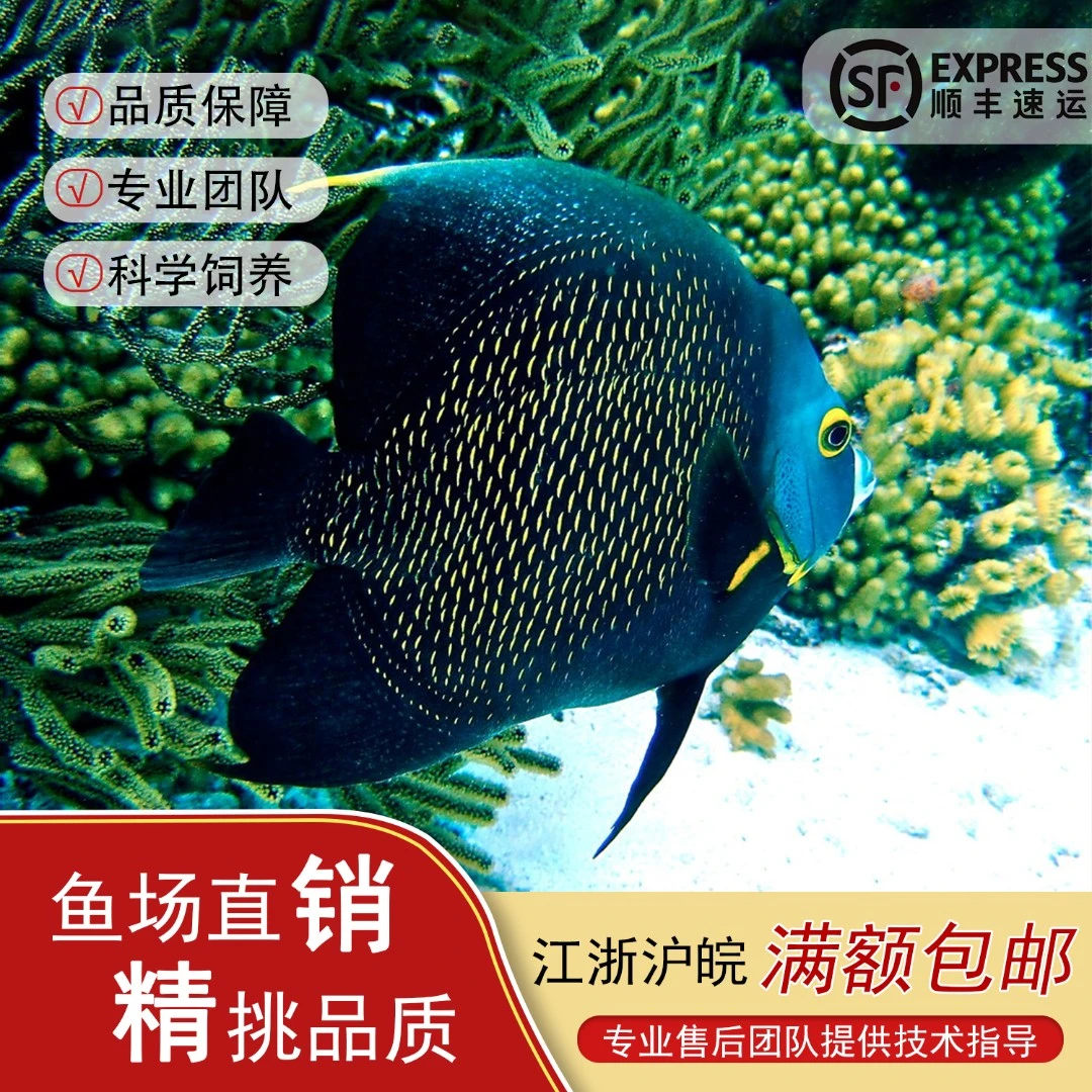 法国神仙/法仙/巴西刺盖鱼 活体海水鱼