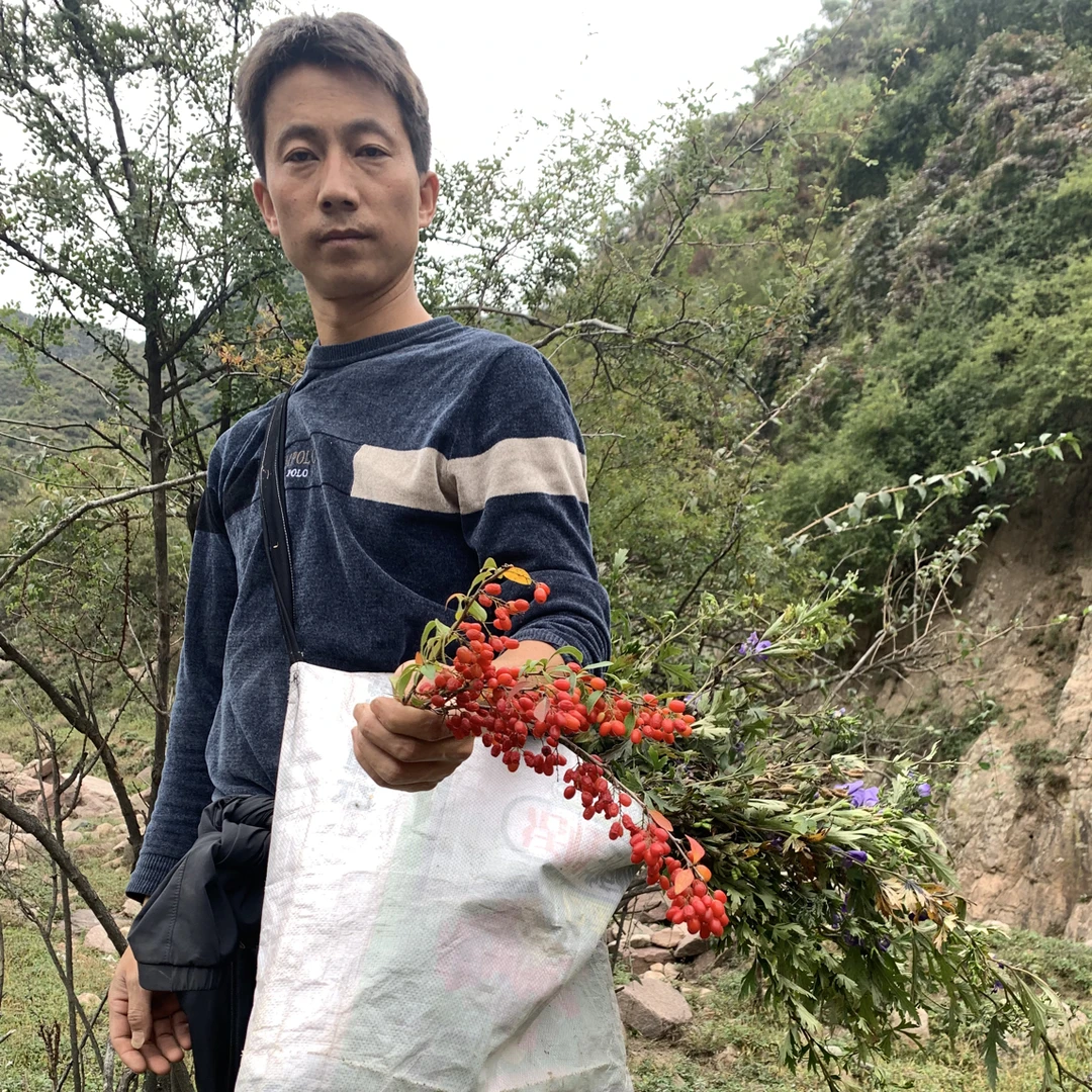正品新货无核山茱萸可搭配枸杞泡水煲汤泡酒饮用山萸肉