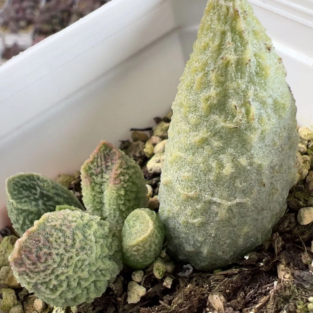 碧彩大苗多肉植物水泡纹路款