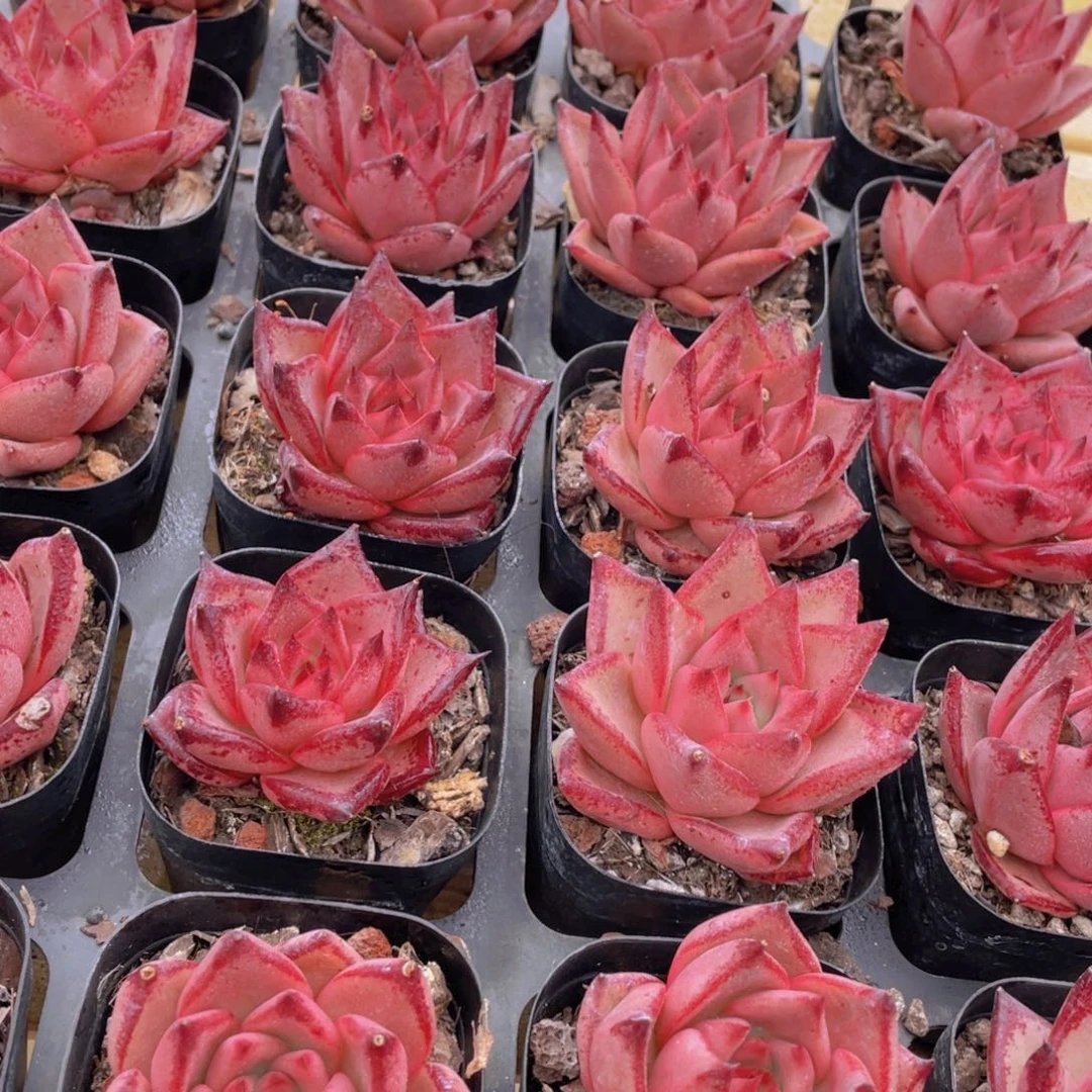 1553号 罗密欧金牛座单头一个