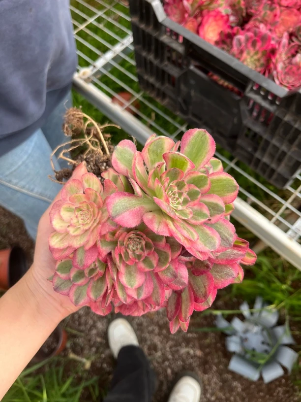 南国无春  荔枝多肉法师量拍链接