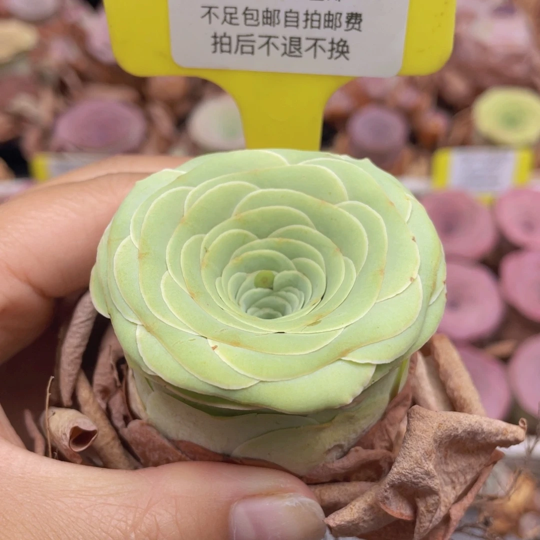 山地玫瑰C342满38包邮裸根发货